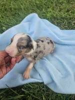 Levi, a male Australian Shepherd for sale in Crab Orchard, KY – 4 of 6