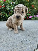Winston, a female Bichpoo for sale in Crab Orchard, KY – 2 of 5