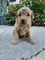 Waffle, a male Bichpoo for sale in Crab Orchard, KY – 3 of 4