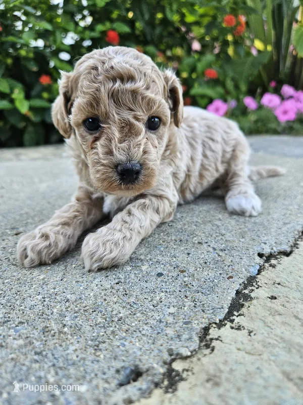 Wren – Bichpoo puppy for sale in Crab Orchard, KY