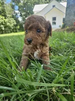 Sarge, a male Cavapoo for sale in Crab Orchard, KY – 2 of 5