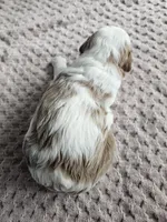 Apollo, a male Cavapoo for sale in Crab Orchard, KY – Photo 2 of 4