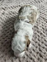 Apollo, a male Cavapoo for sale in Crab Orchard, KY – Photo 4 of 4