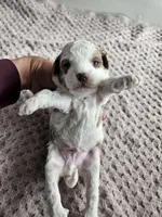 Apollo, a male Cavapoo for sale in Crab Orchard, KY – Photo 3 of 4