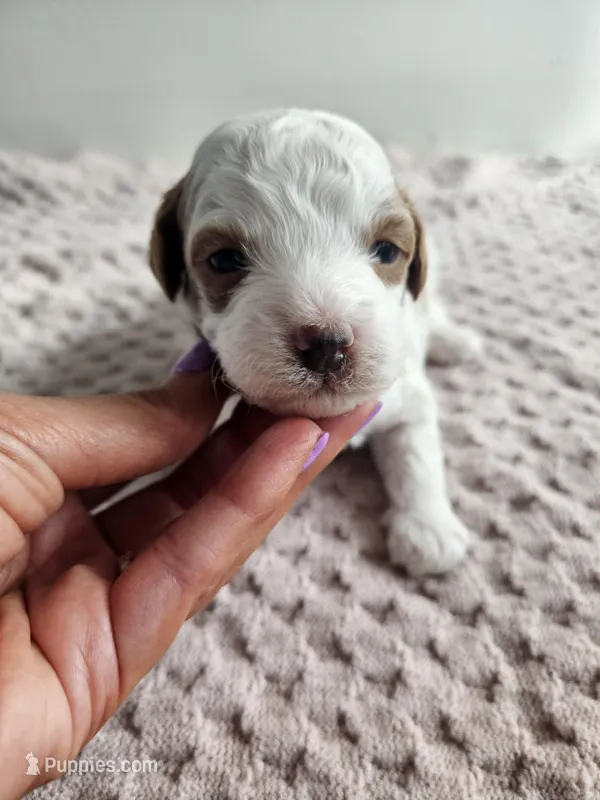 Apollo – Cavapoo puppy for sale in Crab Orchard, KY