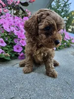 Gizmo, a male Cavapoo for sale in Crab Orchard, KY – 4 of 4