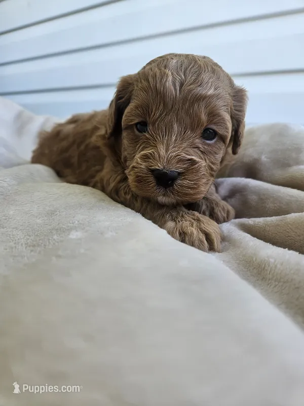 Timber – Cavapoo puppy for sale in Crab Orchard, KY