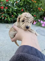 Winston, a male Bichpoo for sale in Crab Orchard, KY – 5 of 5