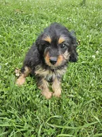 Tia, a female Cavapoo for sale in Crab Orchard, KY – 3 of 3