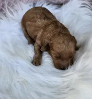 Mars, a male Cavapoo for sale in Crab Orchard, KY – 2 of 4