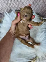 Timber, a male Cavapoo for sale in Crab Orchard, KY – 3 of 4