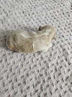 Dolly, a male Cavapoo for sale in Crab Orchard, KY – Photo 5 of 6