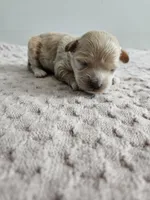 Dolly, a male Cavapoo for sale in Crab Orchard, KY – Photo 2 of 6