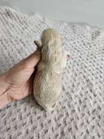 Dolly, a male Cavapoo for sale in Crab Orchard, KY – Photo 4 of 6