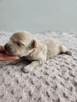 Dolly, a male Cavapoo for sale in Crab Orchard, KY – Photo 3 of 6