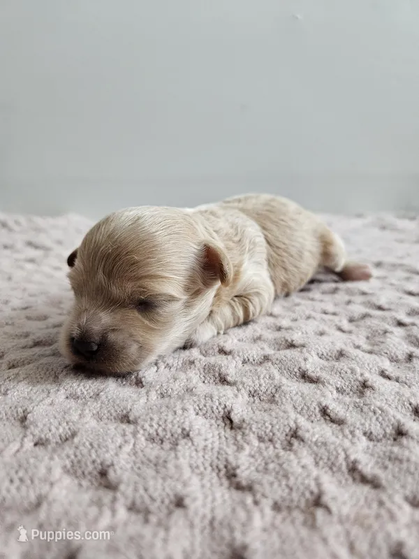 Dolly, a male Cavapoo for sale in Crab Orchard, KY – Photo 1 of 6