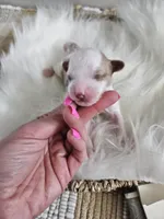 Apollo, a male Cavapoo for sale in Crab Orchard, KY – Photo 4 of 4