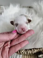 Apollo, a male Cavapoo for sale in Crab Orchard, KY – Photo 3 of 4