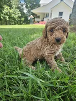 Jax, a male Cavapoo for sale in Crab Orchard, KY – 4 of 6