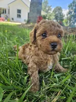 Rhett, a male Bichpoo for sale in Crab Orchard, KY – 3 of 6