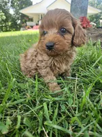 Mars, a male Cavapoo for sale in Crab Orchard, KY – 4 of 5