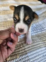 Yara, a female Rat Terrier for sale in Crab Orchard, KY – 2 of 4
