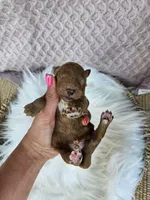 Judge, a male Cavapoo for sale in Crab Orchard, KY – 3 of 4
