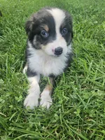 Louie, a male Australian Shepherd for sale in Crab Orchard, KY – 2 of 4