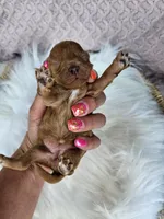 Rosie, a female Bichpoo for sale in Crab Orchard, KY – 3 of 4
