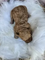 Molly, a female Cavapoo for sale in Crab Orchard, KY – 3 of 4