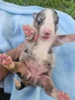 Lacey, a female Australian Shepherd for sale in Crab Orchard, KY – 4 of 5