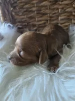 Goose, a male Cavapoo for sale in Crab Orchard, KY – 5 of 7