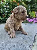 Waffle, a male Bichpoo for sale in Crab Orchard, KY – 4 of 4
