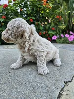 Willow, a female Bichpoo for sale in Crab Orchard, KY – 4 of 5