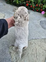 Willow, a female Bichpoo for sale in Crab Orchard, KY – 2 of 5