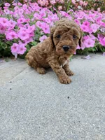 Gus, a male Cavapoo for sale in Crab Orchard, KY – 2 of 4