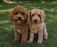 Gus, a male Cavapoo for sale in Crab Orchard, KY – 6 of 7