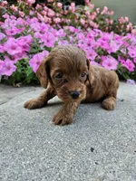 Goose, a male Cavapoo for sale in Crab Orchard, KY – 2 of 5