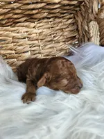 Honey, a female Cavapoo for sale in Crab Orchard, KY – 3 of 4