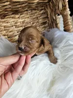Hank, a male Cavapoo for sale in Crab Orchard, KY – 1 of 4