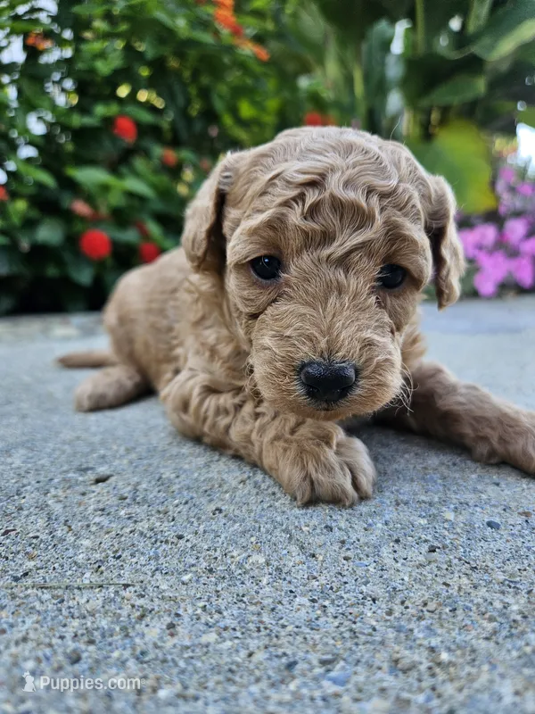 Winnie – Bichpoo puppy for sale in Crab Orchard, KY