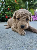 Winnie, a female Bichpoo for sale in Crab Orchard, KY – 1 of 6