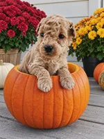 Winston, a male Bichpoo for sale in Crab Orchard, KY – 1 of 5