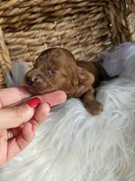 Huck, a male Cavapoo for sale in Crab Orchard, KY – 3 of 5