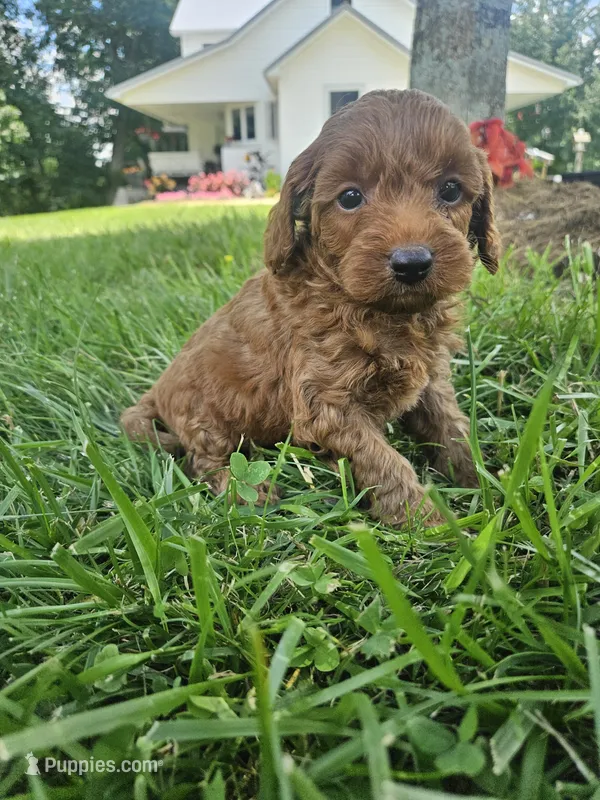 Jet – Cavapoo puppy for sale in Crab Orchard, KY