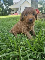 Jet, a male Cavapoo for sale in Crab Orchard, KY – 1 of 5