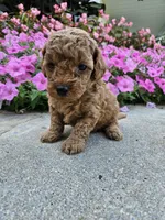 Gizmo, a male Cavapoo for sale in Crab Orchard, KY – 2 of 4