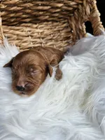Hank, a male Cavapoo for sale in Crab Orchard, KY – 4 of 4