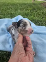 Lincoln , a male Australian Shepherd for sale in Crab Orchard, KY – 6 of 7