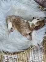 Jasper, a male Cavapoo for sale in Crab Orchard, KY – 3 of 3